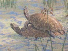 Hagerman fossil pond turtle Hagerman fossil pond turtle