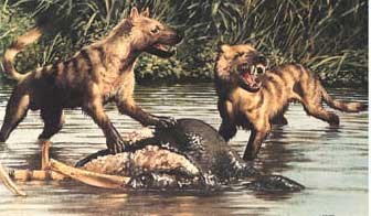 borophagus borophagus