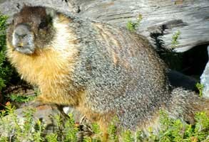 Modern Marmot Modern Marmot