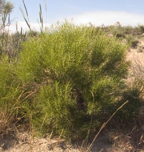 Rabbitbrush Rabbitbrush