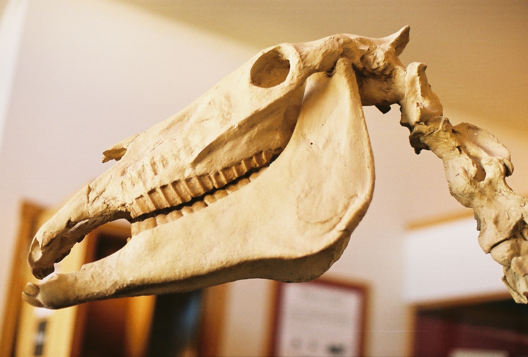 hagerman horse skull in visitor cetner a skull of an ancient horse