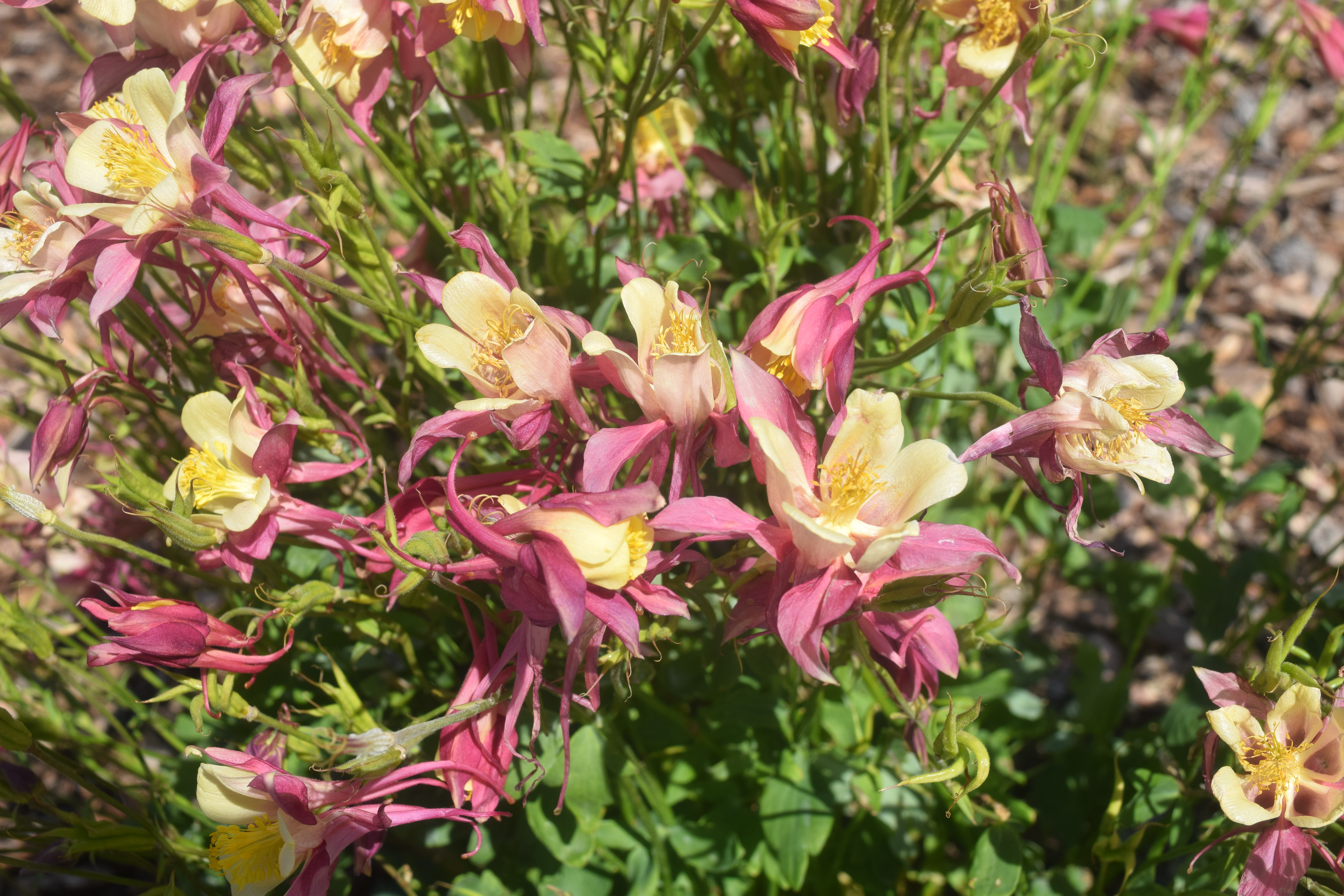 A cluster of flowers with red and yellow petals.