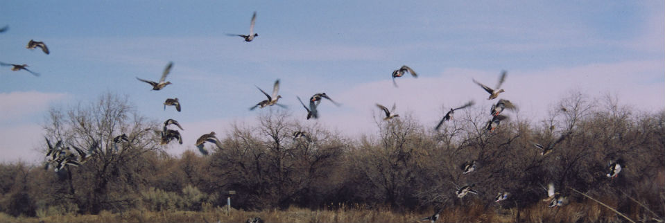 ducks coming in for a landing on flat waters