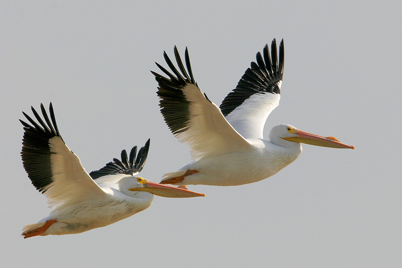 Two white pelicans with black tipped wings flying against a blue-grey sky.