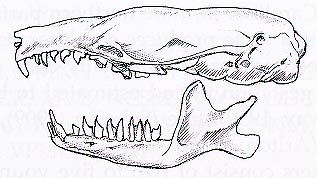 Left lateral view of skull and mandible