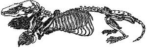 Skeleton of Scapanus hagermanensis.