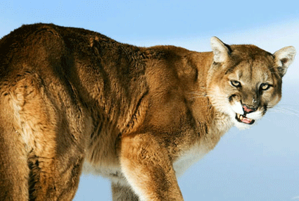 You are unlikely to see a mountain lion on the Monument but they are out there. So be aware at all times. You are unlikely to see a mountain lion on the Monument but they are out there. So be aware at all times.
