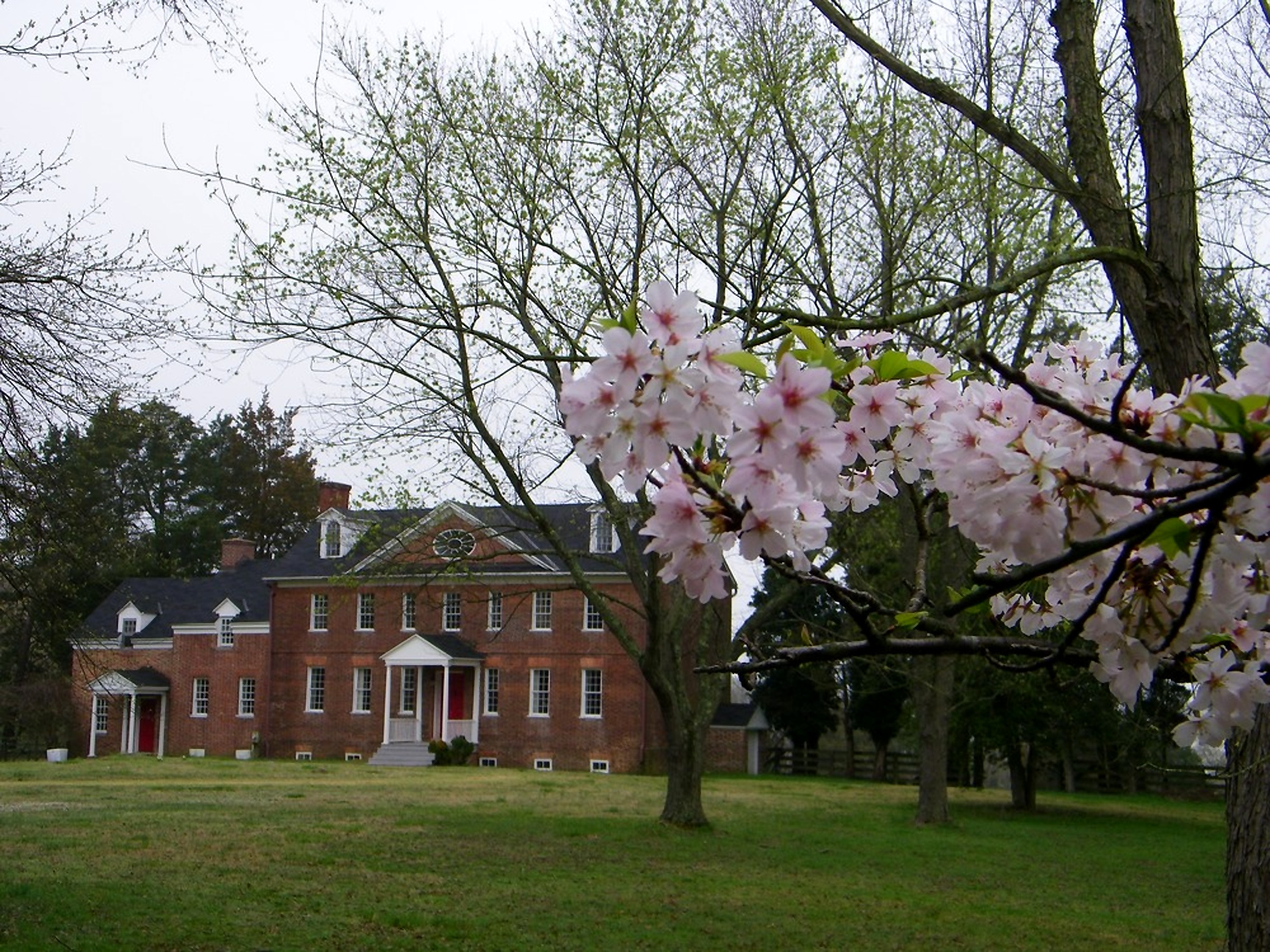 Harmony Hall A two story brick manor sits behind a blooming cherry blossom tree