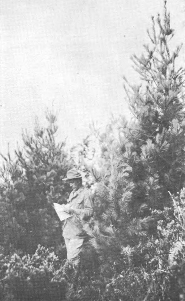 Group of Coulter pines at the 6,500-foot level. Photograph taken in 1921 during the Judd and Kraebel survey. The Hawaiian Forester and Agriculturalist 19, 7 (July 1922), 151-157.