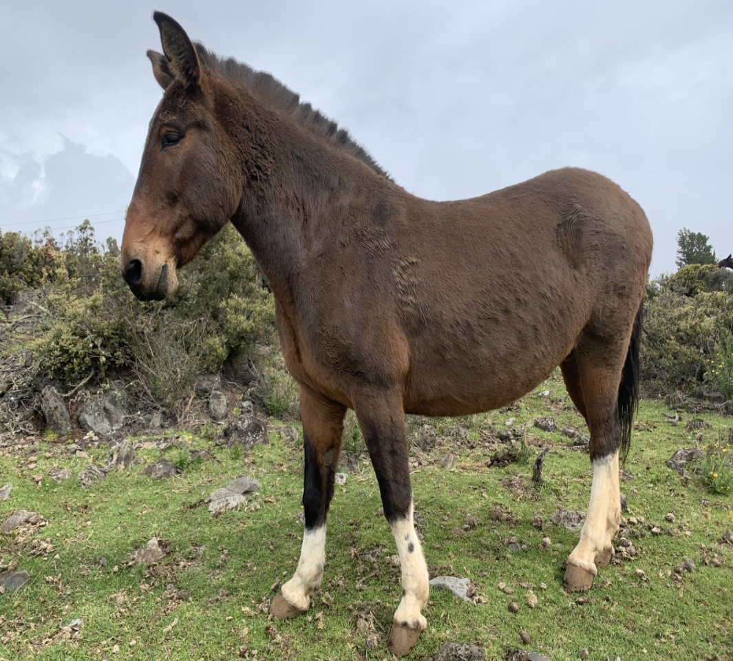 Clyde, a brown mule, stands tall.