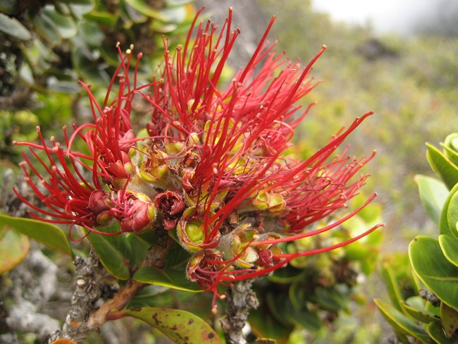 bright red bloom on a hard shrub