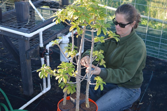 NPS staff member propagating C. samuelii samuelii in the park’s greenhouse