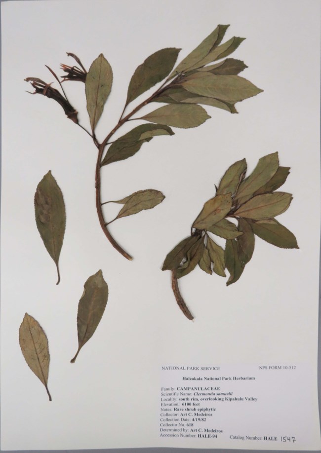 Clermontia samuelii ssp. samuelii Forbes