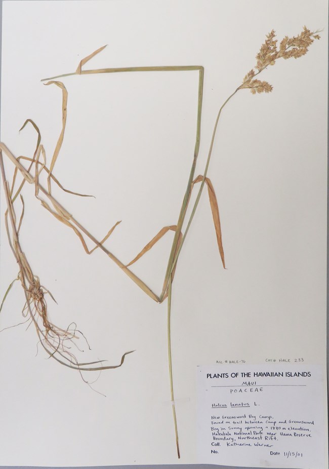 Holcus lanatus