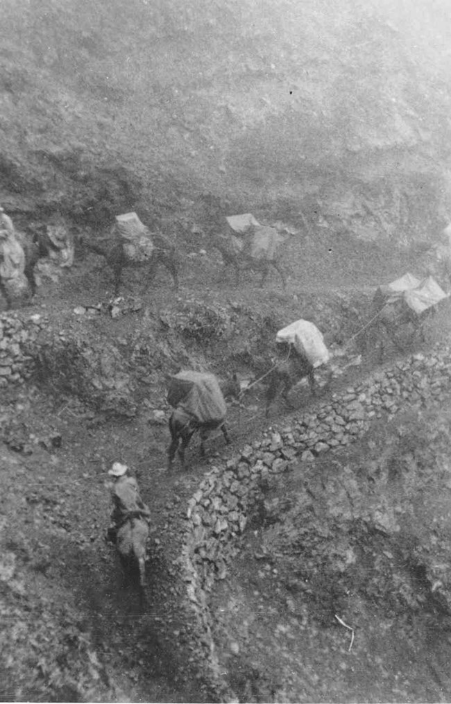 CCC and pack mules on Halemau'u Trail in 1937 (Haleakalā National Park archives).