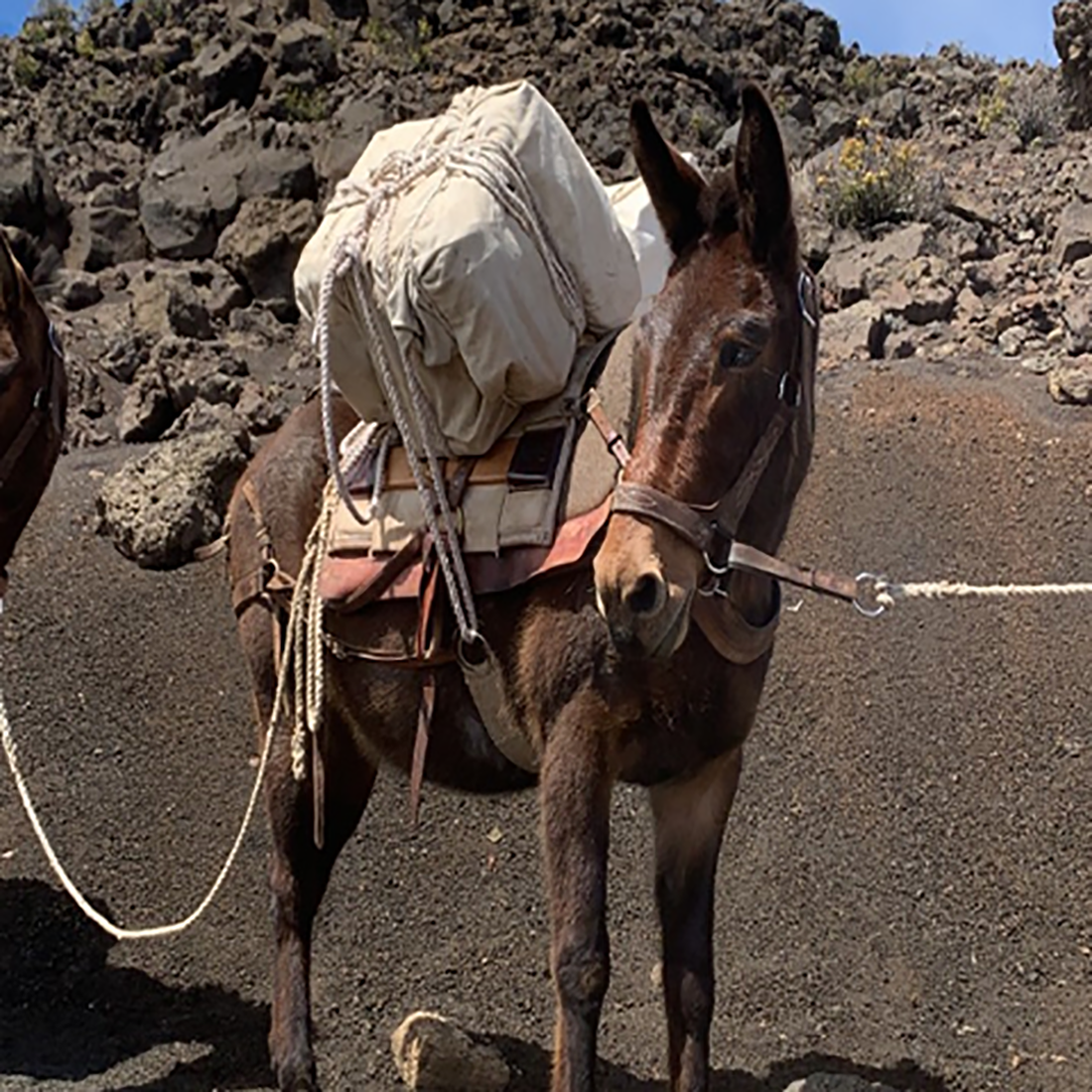 Jake, a brown mule, stands packed with gear and ready to hike.