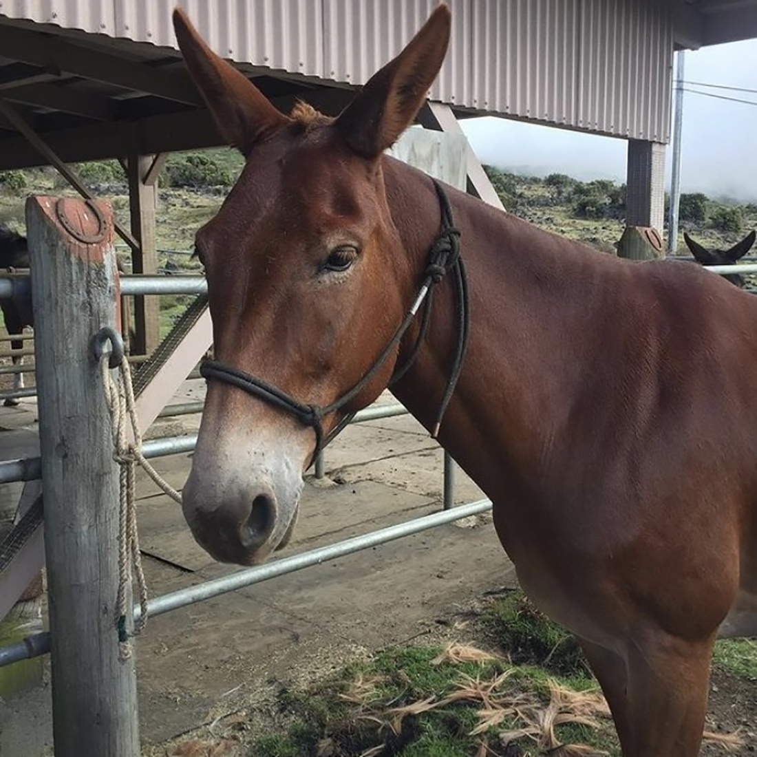 Rusty, a brown mule with a shiny clean coat, faces the camera.