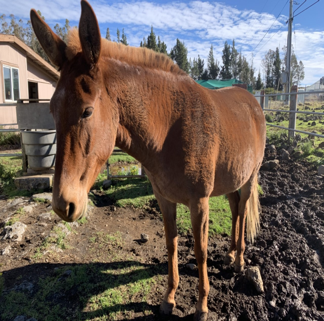 Sparkles, a brown mule, faces the camera with her upright mane on display.