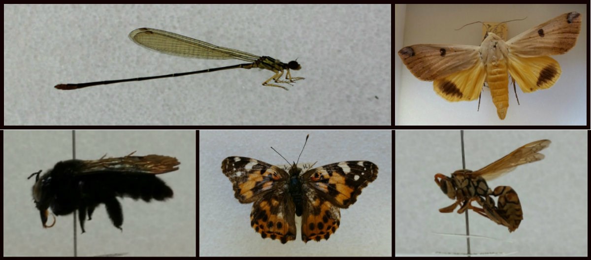 entomology collection entomology collection