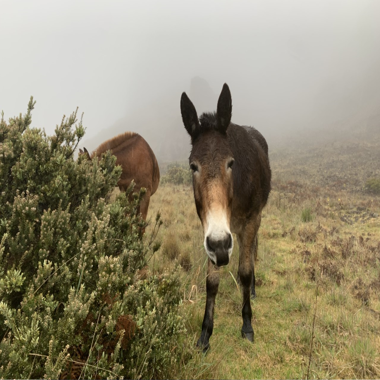 Dozer, a brown mule with a white nose, faces the camera head on.