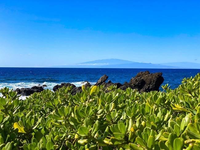 island in the distance with green plants in foreground