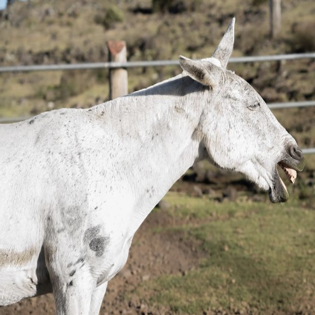 Justine, a white mule, pokes her head forward with her eyes closed and bears her teeth in a big smile.