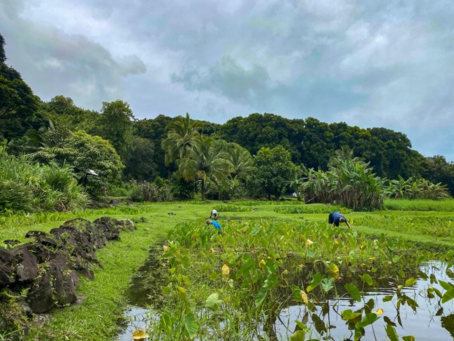 Kalo growing