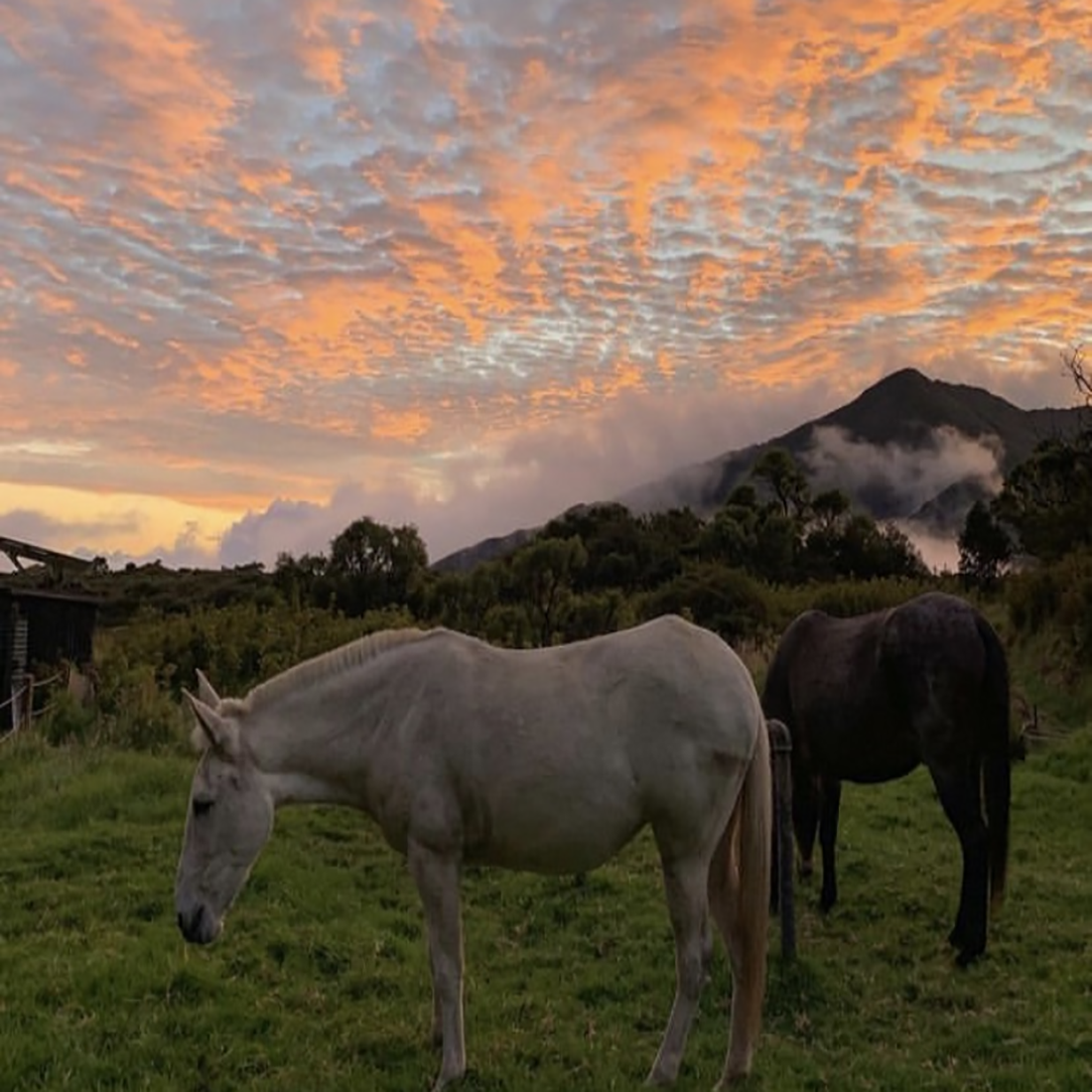 Lōkahi, a white mule, snacks on some grass as the sunset dyes the clouds pink and purple overhead.