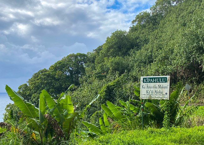 sign among lush greenery along the side of a road