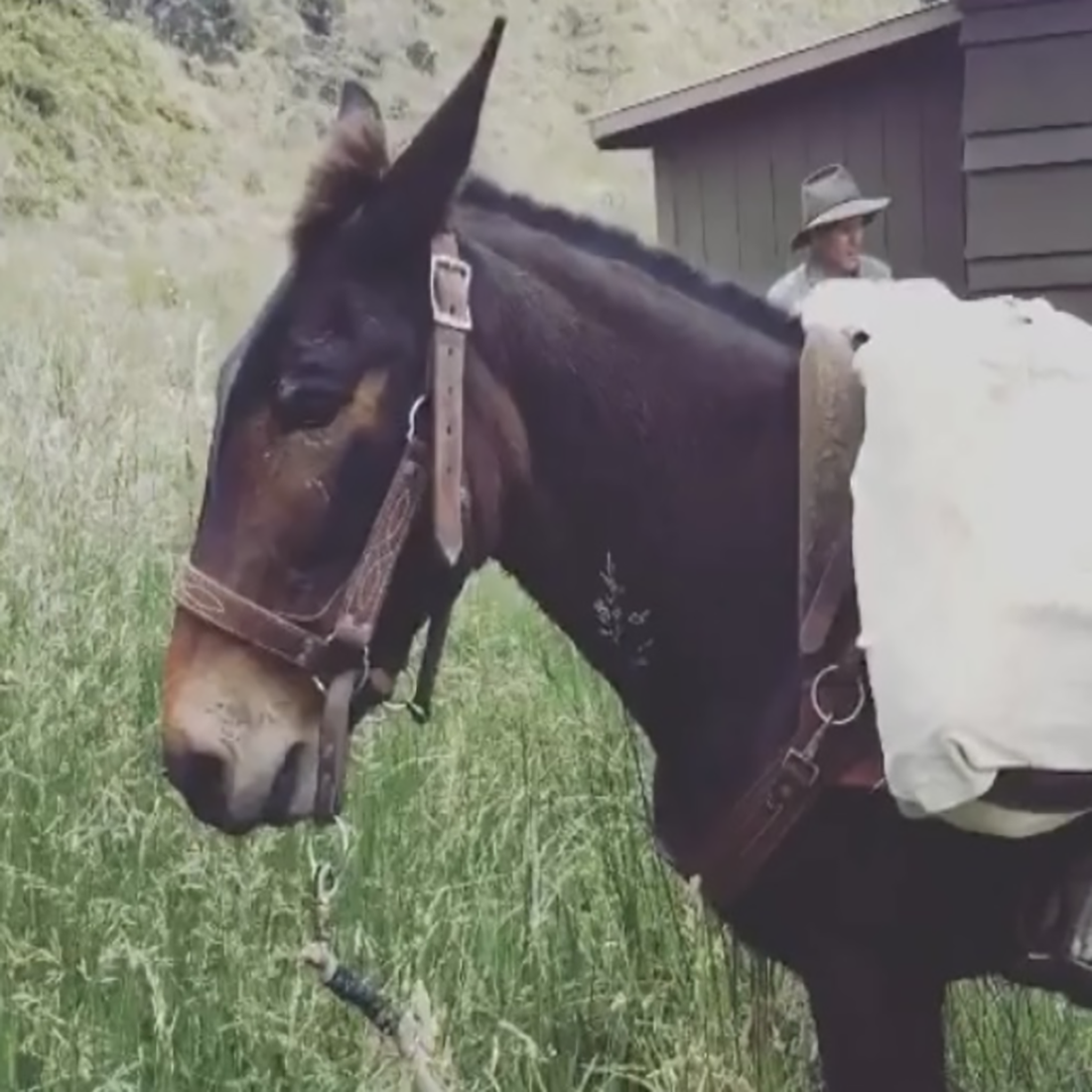 Ricki, a dark brown mule with a short upright mane, stands ready to hike with a load of supplies packed to his back.