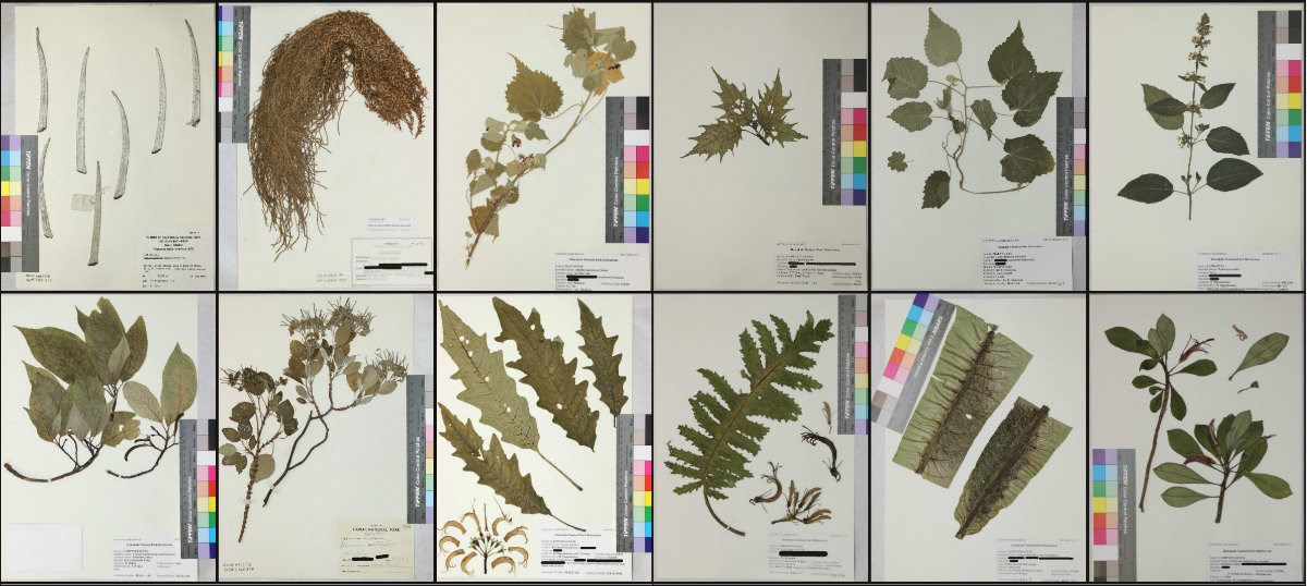 Threatened and Endangered Plants Threatened and Endangered Plants