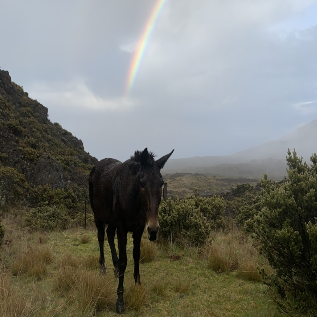A rainbow arcs above Toby, a brown mule, as he walks through Haleakalā crater.