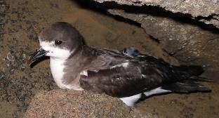 'ua'u (Hawaiian petrel)