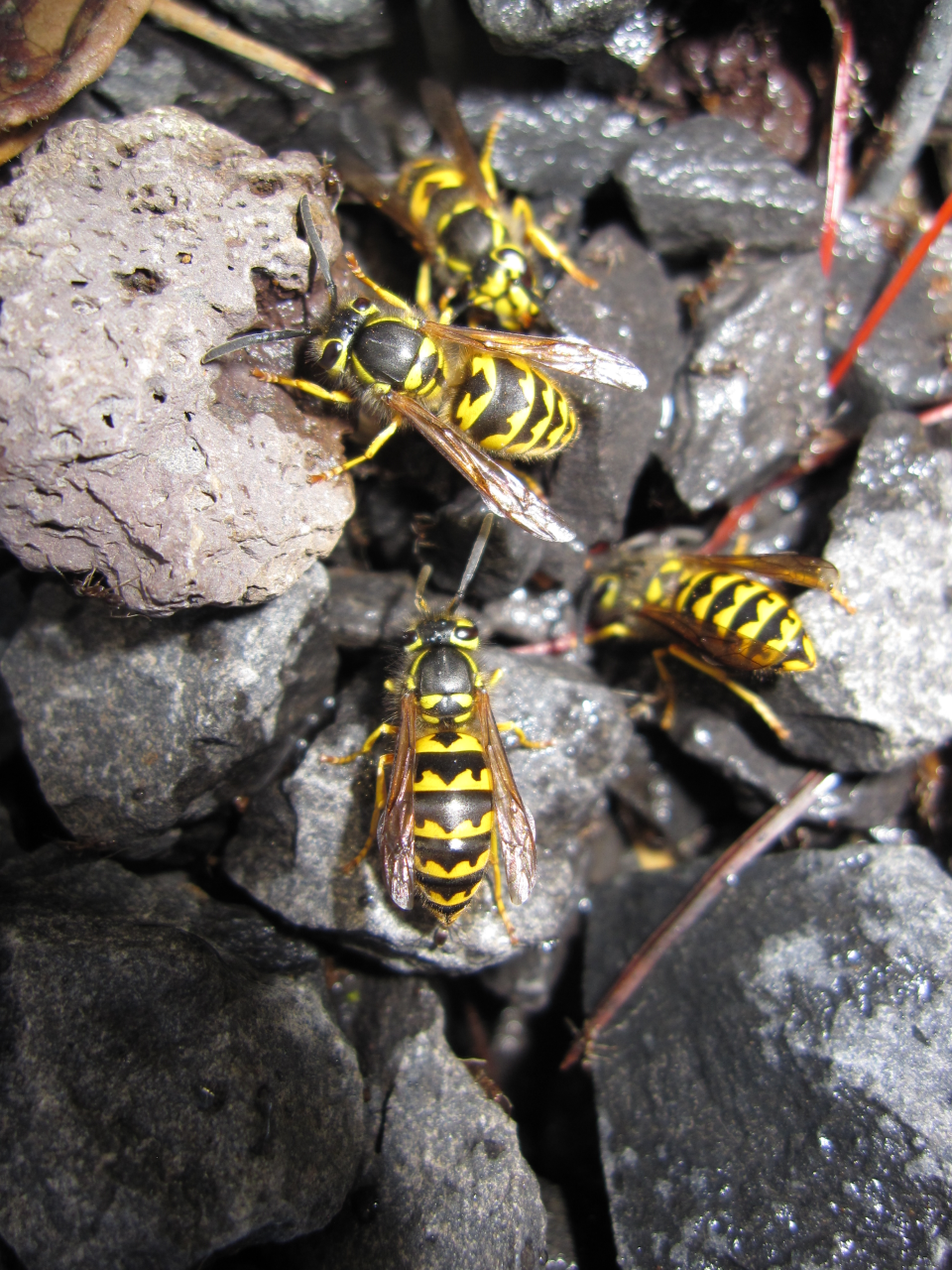 four yellowjackets on rocks