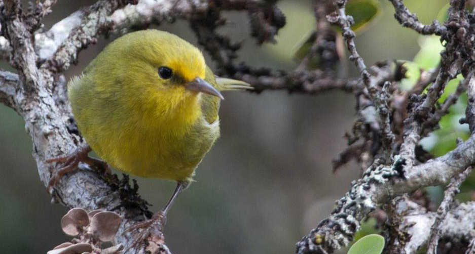 Hawaiian honeycreeper ‘Alauahio in Haleakalā National Park.