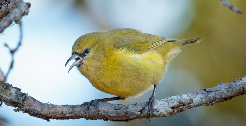 Hawaiian honeycreeper `amakihi