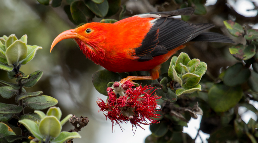 An `i`iwi rests on an ʻōhiʻa lehua blossom.