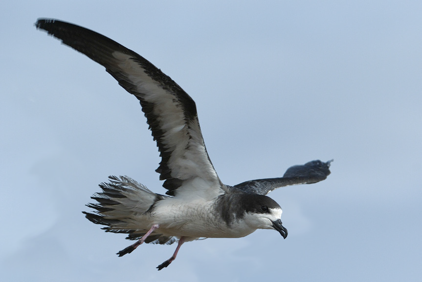 A grey head, back and wings contrast with a snowy underside on this seabird. Its legs are pink and black.