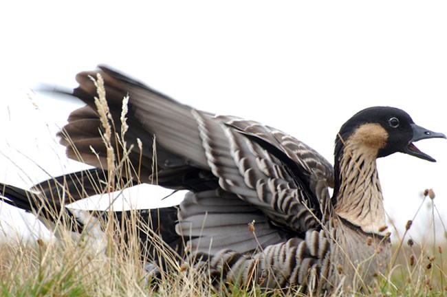 The “stripes” on the elegant neck of this Hawaiian native goose mark it as distinct from any other goose.
