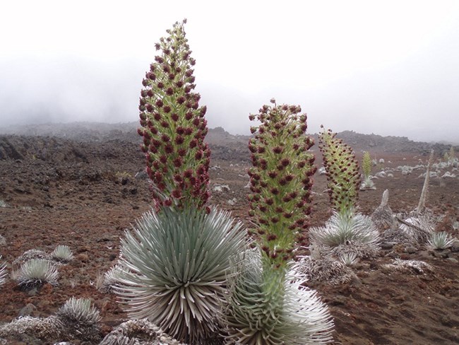 'Āhinahina (Haleakalā Silversword plant); endemic and endangered species