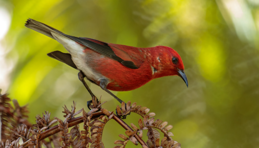 Hawaiian honeycreeper `apapane