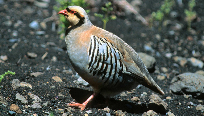 Chukar