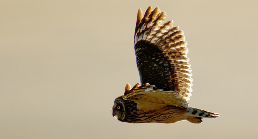 The brilliant yellow eyes of this Hawaiian owl glow from a face feathered in browns and golds.