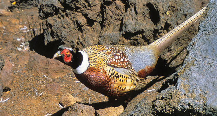 Ring-Necked Pheasant