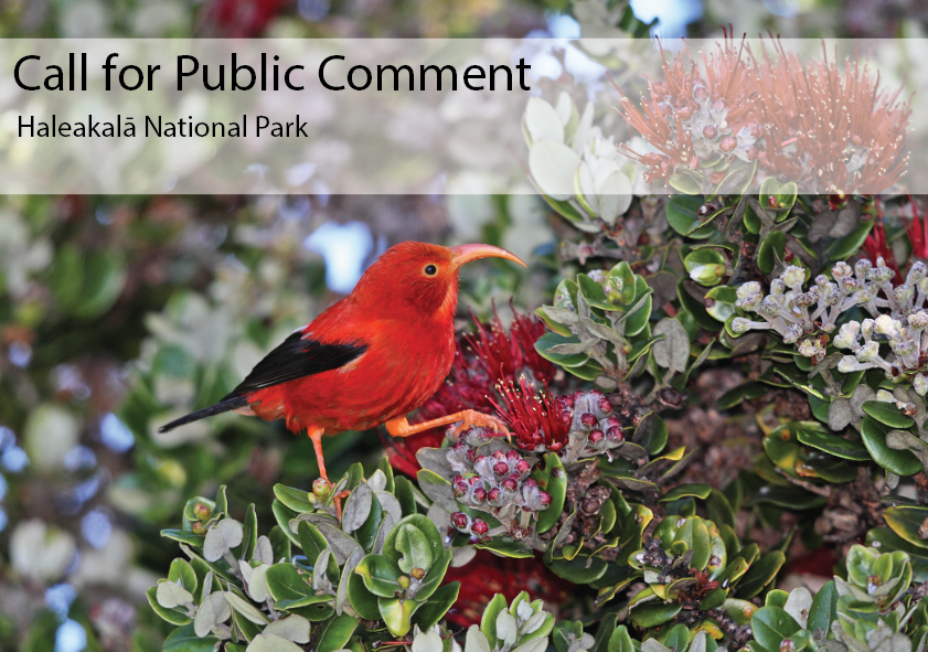 Image of red I'iwi forest bird with text that reads Call For Public Comment.