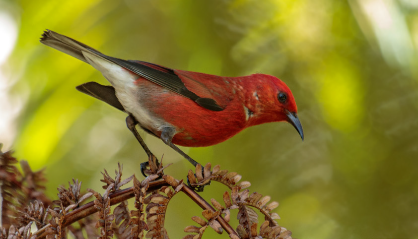 hawaii birds red head