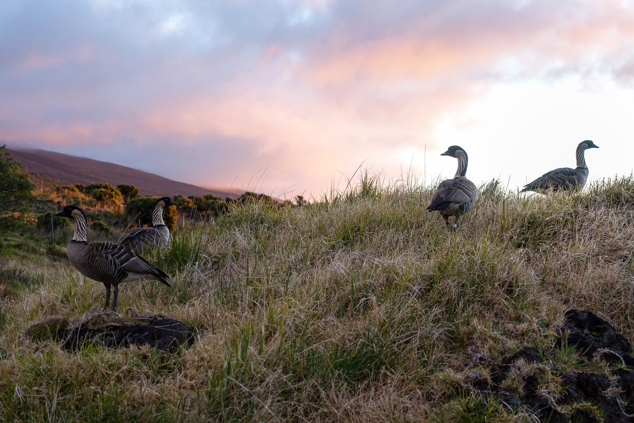 Nēnē enjoying a sunset at Haleakalā