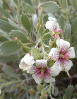 Geranium cuneatum subsp. tridens