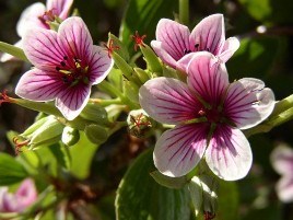 Geranium multiflorum