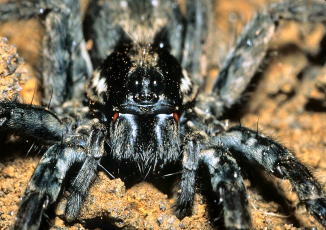 close up of hairy spider with red markings on face